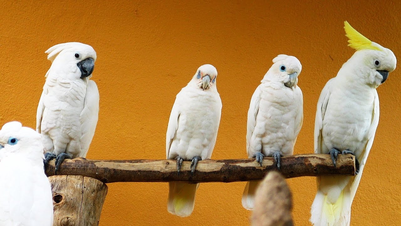 Macaw Size Comparison Chart