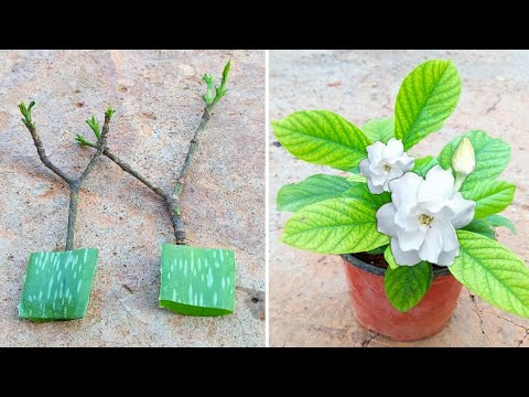 فيديو: أسرار زراعة المنزل: زهور الغردينيا