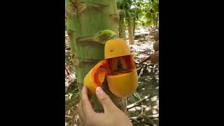 Farm Fresh Ninja Fruit Cutting | Oddly Satisfying Fruit Ninja #74 Resimi