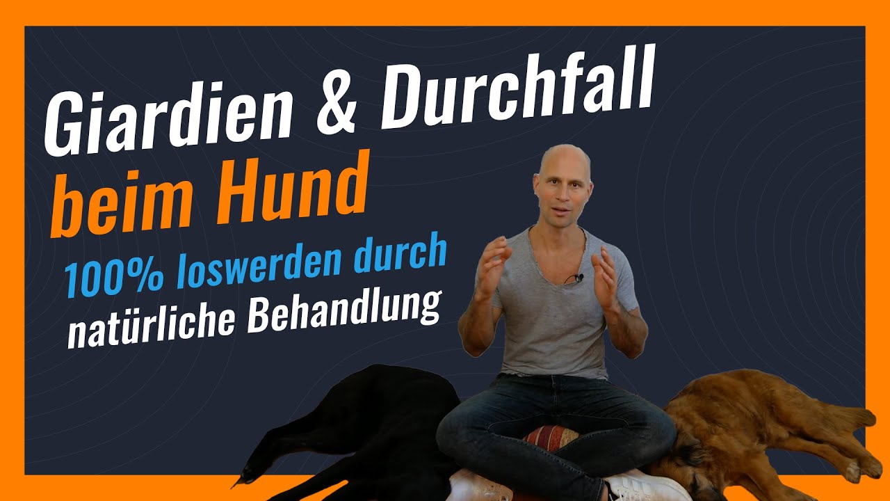giardien-durchfall-beim-hund-loswerden-ohne-medikamente-nat-rliche