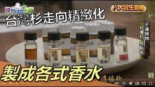 台灣杉走向精緻化 製成各式香水 |【撞到月亮的樹】| 2022122305 @gtvnews27