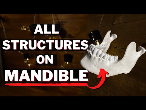 ALL Mandible Structures