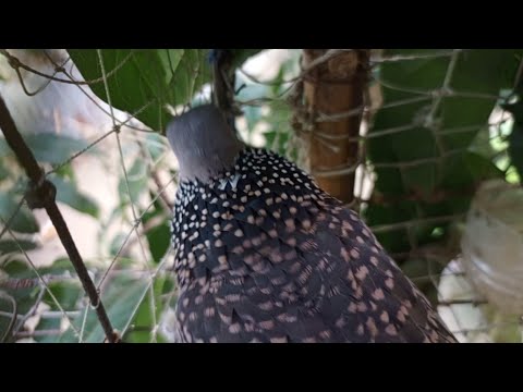 ফাঁদ খাচায় ঘুঘুর ডাক/gugu pakir dak /ঘুঘু পাখির ডাক ভিডিও /spotted dove cooing,,call,sound/#bmmedia1