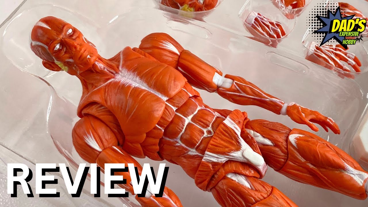 Обзор фигурки «Человеческое тело» в масштабе 1/12, изображающей мускулатуру.