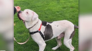 Second Chance Pets: Diesel