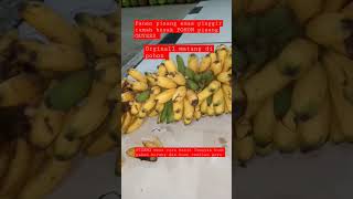 Panen pisang malam hari #shorts #shortsvideo #short #viral