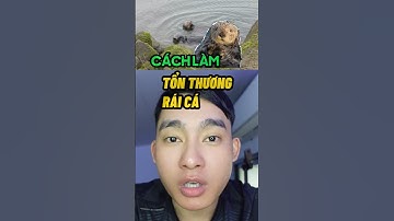 Rái cá cute #otter #ráicá #raicameback