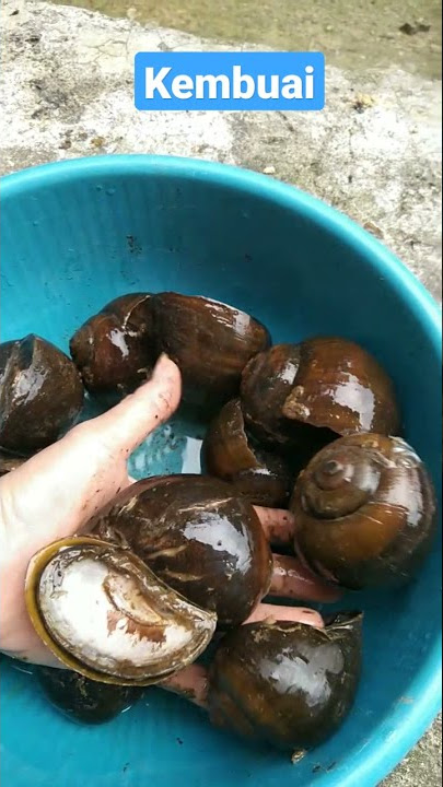 Reza Danut // Panen Kembuai // Untuk Gulai // Hasil Sawah // Hasil Panen
