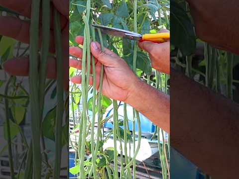 Video: Gojenje divjega fižola: Naučite se gojiti divji fižol na vrtu
