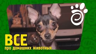 Той Терьер Шелдон (Часть Вторая). Все О Домашних Животных Той Терьер Шелдон (Часть Вторая). Все О Домашних Животных