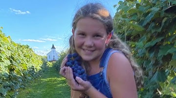 Processing Concord grapes