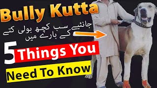Pakistani Bully Kutta Information   Bully Kutta Price  Bully Kutta Puppies