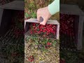 ابداع رائع في قطف التفاح البري ابداع رائع في قطف التفاح البري