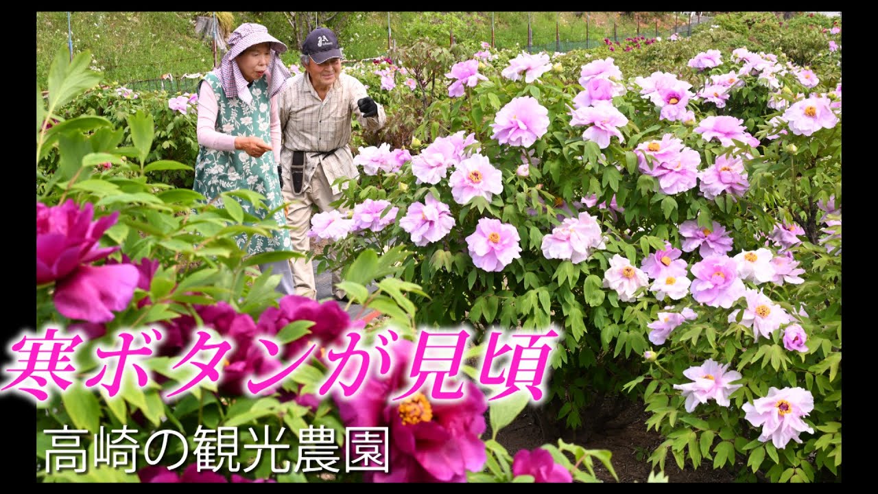 Colorful winter peonies are in full bloom at a tourist farm in