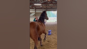 A perfect pivot? 🤩🦄Liberty horse Spanish pirouette #shorts #horsetraining #equestrian #horses