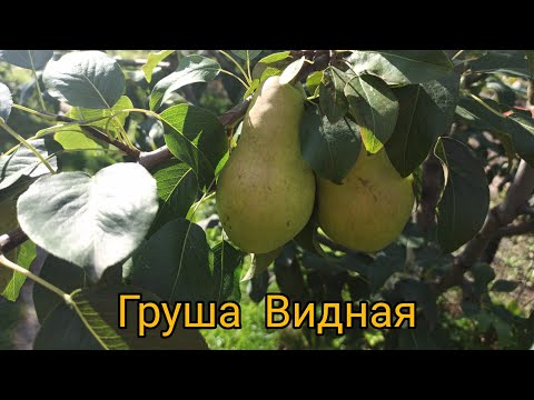 Груша Видная ( Бугристая). Сорт для Подмосковья. Обзор.