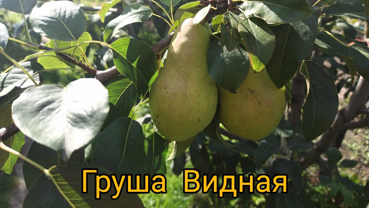 Сорт груши кудесница