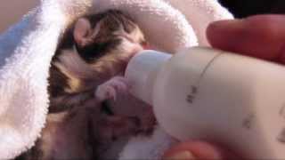Kitten Born And Motherless Chaton Nouveau Ne Sans Mere Youtube Kitten Born And Motherless Chaton Nouveau Ne Sans Mere Youtube