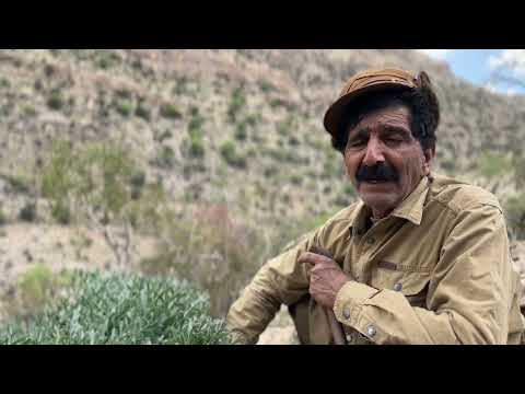 گیاه انغوذه انغوزه خواص آن