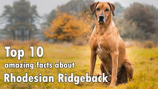 Fascinating Rhodesian Ridgebacks Facts | Unveiling the Secrets of this Unique Breed by Animal Sector 1,510 views 6 months ago 3 minutes, 12 seconds