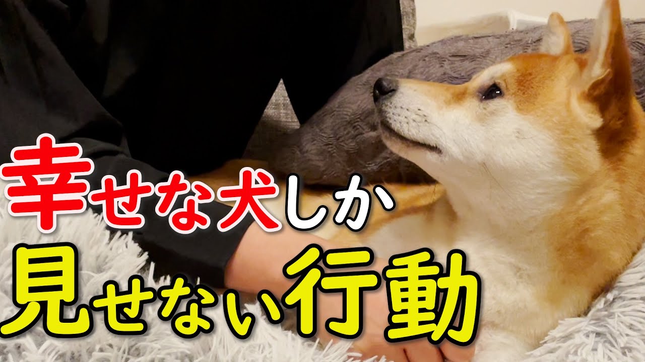 音声解説 要チェック 本当に幸せな犬しか見せない行動 Youtube
