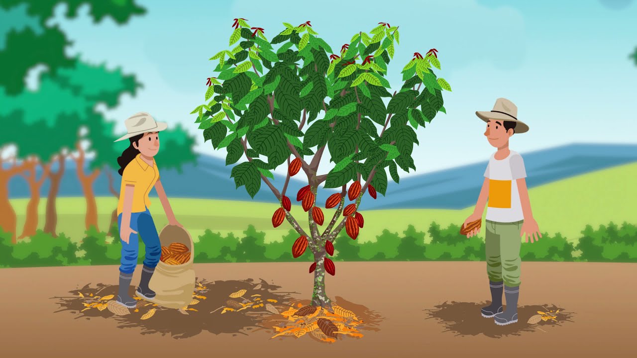 ¿Cómo podar un árbol de cacao?