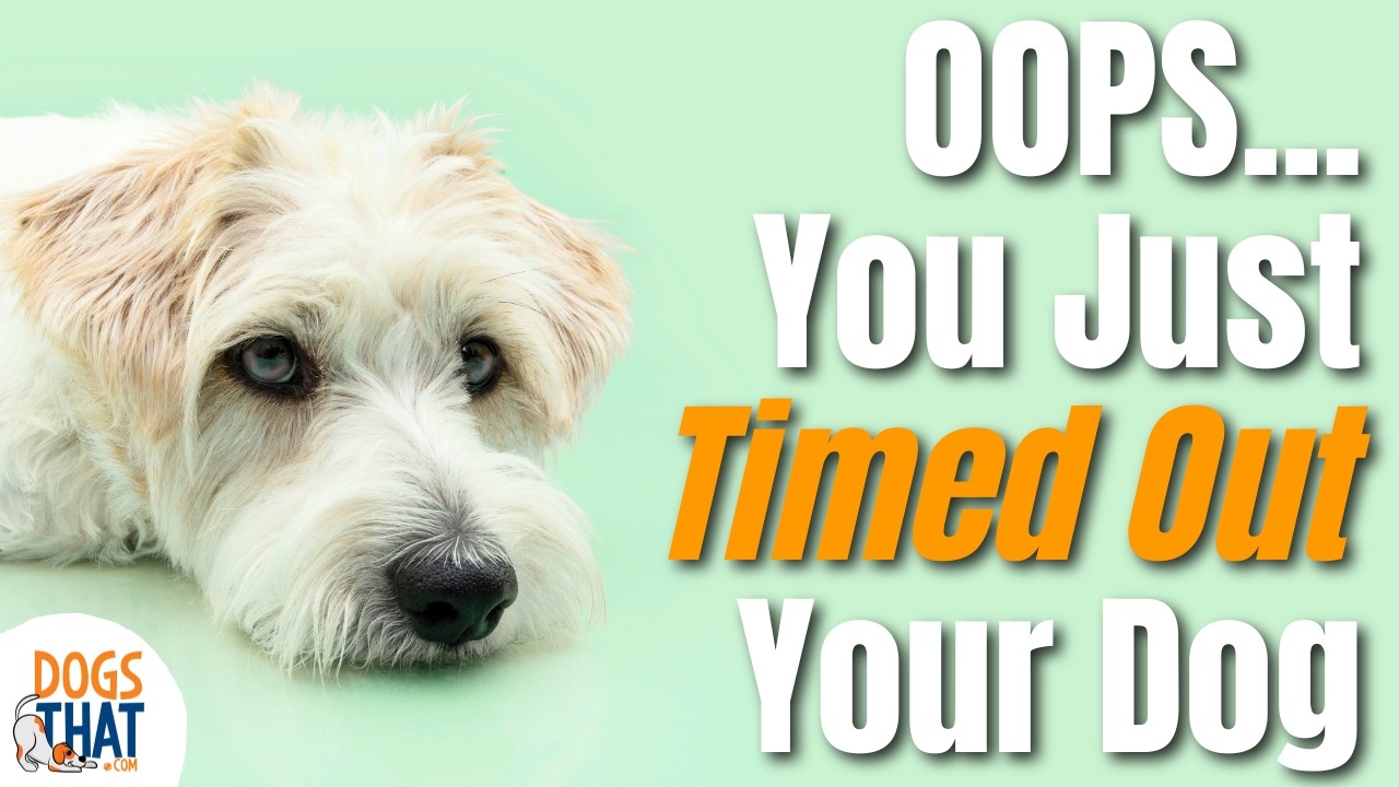 Timeout Dog Inadvertent Time Outs In Dog Training: What They Are, Why They Matter ...