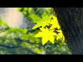 【加茂山公園 池の端】2026年5月19日　初夏を思わせる陽気に
