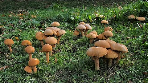 Kdo je nejzákeřnější houba?