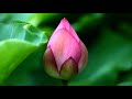 Aesthetic Lotus Flowers (HD1080p)