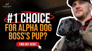 What Does The Owner Of Alpha Dog Nutrition Feed His Dog? by Alpha Dog Nutrition 228 views 2 months ago 3 minutes, 21 seconds