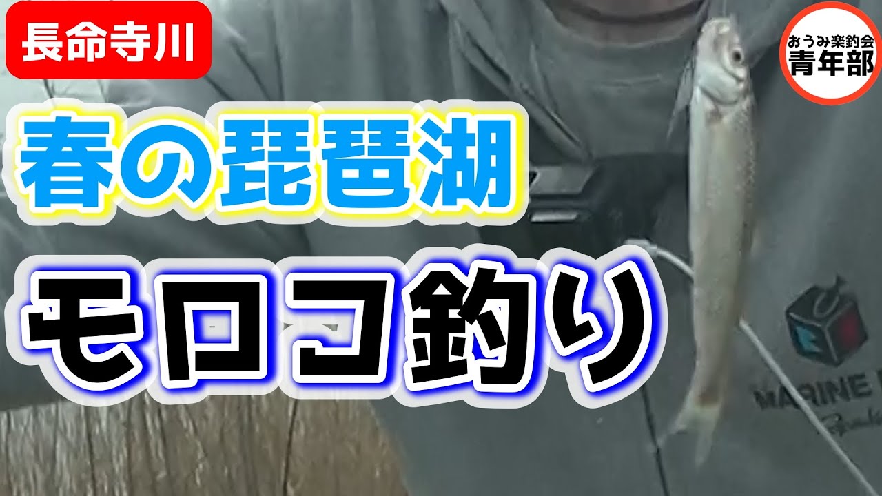 【釣り・モロコ】春の風物詩　琵琶湖の流入河川でモロコ釣り＃モロコ＃琵琶湖＃PR＃がまかつファクトリーモニター