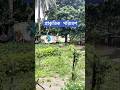 প্রকৃতি যখন বৃষ্টিতে ভিজে #nature #beautiful #shortsvideo