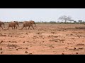Elephants excitement on getting to water
