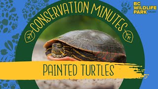 Painted Turtles by BC Wildlife Park Kamloops 131 views 1 year ago 1 minute, 37 seconds