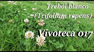 Vivoteca 17 Trébol Blanco Trifolium Repens