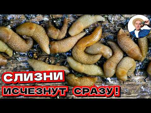 Топ 3 метода борьбы с слизнями в саду