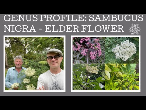 Vídeo: As bagas de sambucus nigra são comestíveis?