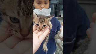 Download Lagu QUEEN AT THALIA#shortvideo MP3