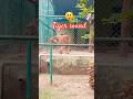 😲Tiger Sound।। Angry Tiger।।Ormanjhi Park Ranchi।। #animals #viralvideo #ytshorts #trending #reels