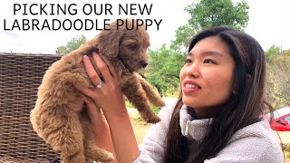 Picking Out Our Australian Labradoodle Puppy