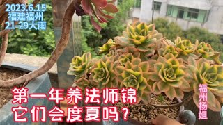 福州杨姐：刚入夏粉丝都说法师黑腐化水，杨姐第一年养法师锦，它们会度夏？｜养多肉