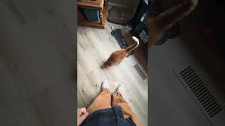 cat goes wild trying to eat string cheese