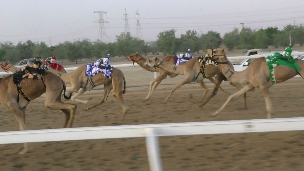 لشوط7(دوله) ل محمد عبيد مريمان العامري