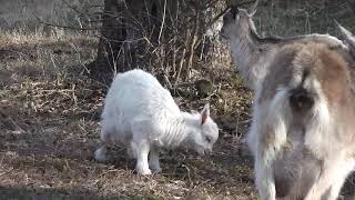 Пастушка альпийского пастбища.