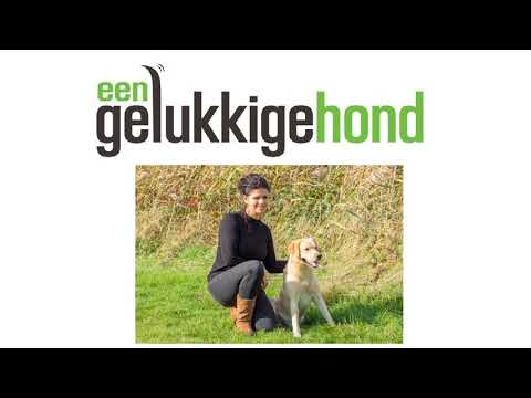 Video: De Do's En Don'ts Van Honden Op De Werkplek