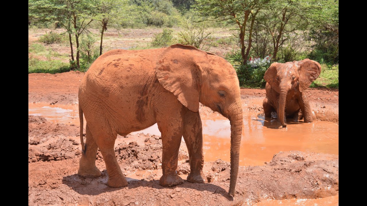 BABY ELEPHANT DRINKING MILK YouTube