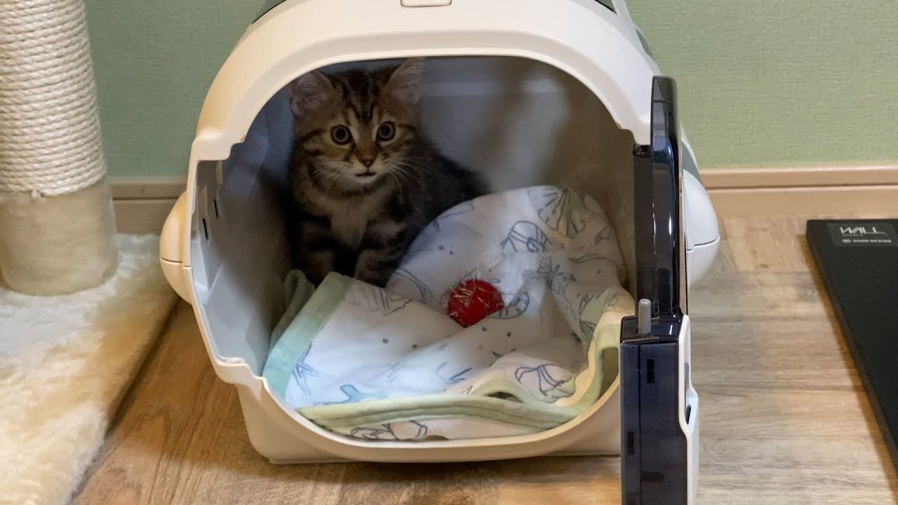 Day 1 #1 A cute kitten came to Husband, a first-time cat owner... - YouTube