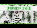 Bouturage des conifres  comment bouturer un sapin