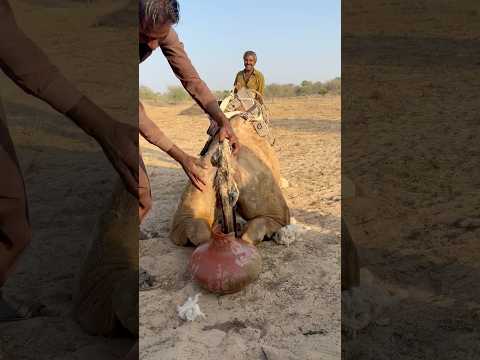 رعاية الناقة في الصحراء القاسية المزارع يستخدم صوف الغنم داخل الجر ة لتوفير الراحة لها